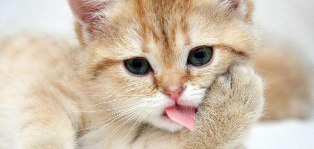 كيف تصيد القطط كيف تصيد القطط