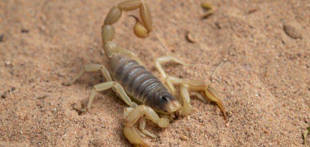 كيف تعالج لدغة العقرب كيف تعالج لدغة العقرب