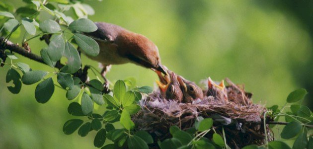 كيف تعتني الطيور بصغارها كيف تعتني الطيور بصغارها