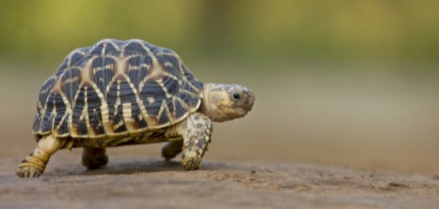 كيف تعرف عمر السلحفاة كيف تعرف عمر السلحفاة
