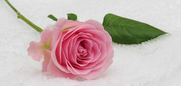 كيف تكون رومانسياً مع زوجتك كيف تكون رومانسياً مع زوجتك