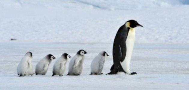 كيف يتكاثر البطريق؟