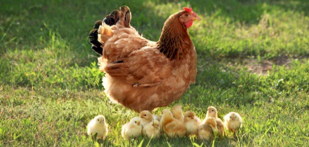 كيف يتكاثر الدجاج كيف يتكاثر الدجاج