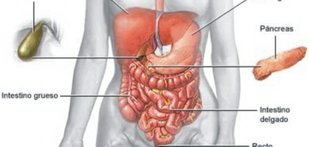 كيف يعمل الجهاز الهضمي كيف يعمل الجهاز الهضمي
