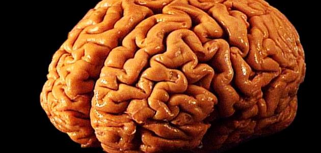 كيف يعمل العقل البشري