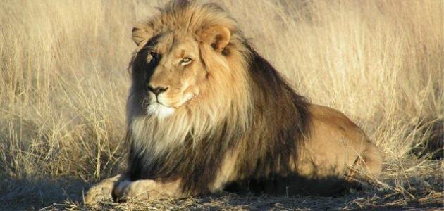 كيف يعيش الأسد كيف يعيش الأسد