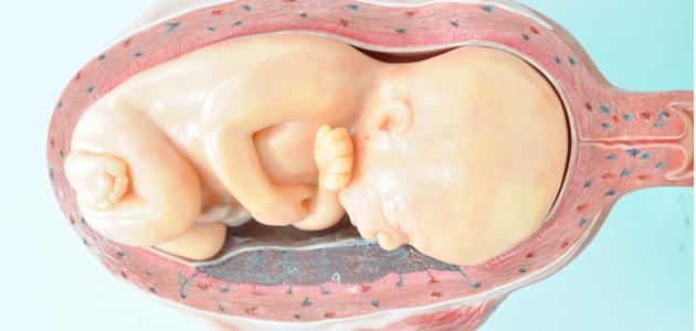 كيف يكون شكل الجنين في الشهر السابع