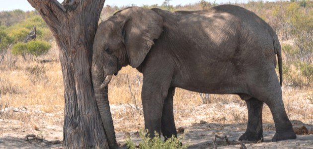 كيف ينام الفيل كيف ينام الفيل