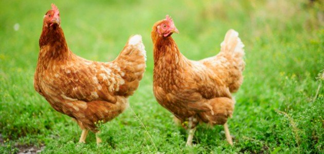 لماذا الدجاج لا يطير