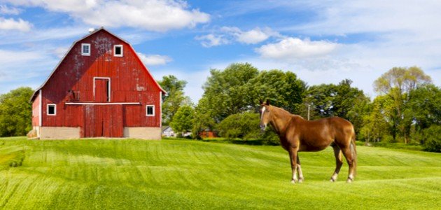 لماذا تركت الحصان وحيداً