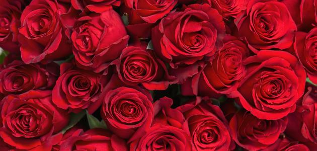 لماذا سمي عيد الحب بهذا الاسم لماذا سمي عيد الحب بهذا الاسم