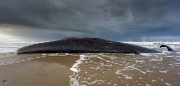 لماذا ينتحر الحوت لماذا ينتحر الحوت