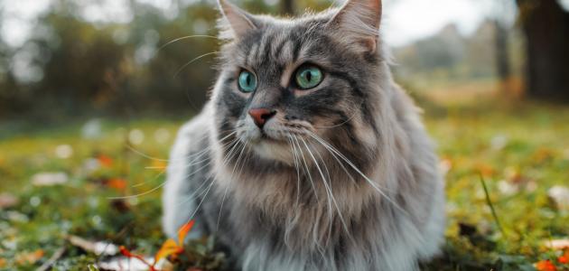 ماذا تأكل القطط الشيرازي؟