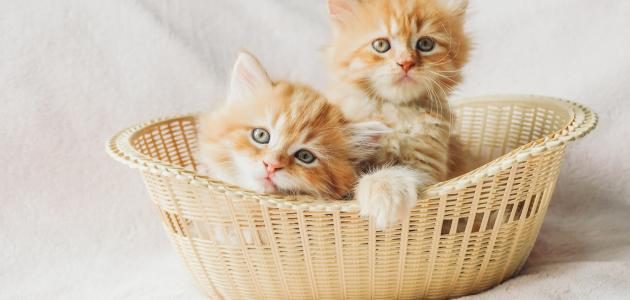 ماذا تأكل القطط الصغيرة الرضيعة؟ ماذا تأكل القطط الصغيرة الرضيعة؟