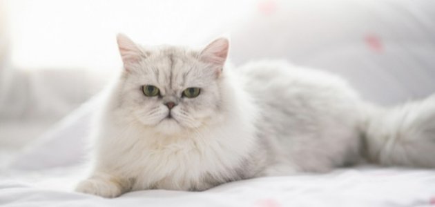 ماذا تأكل قطط الشيرازي؟