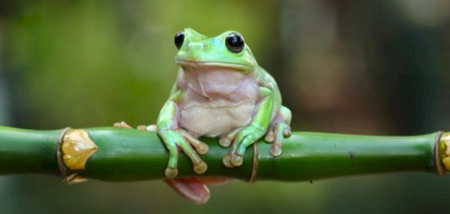 ماذا يأكل الضفدع ماذا يأكل الضفدع