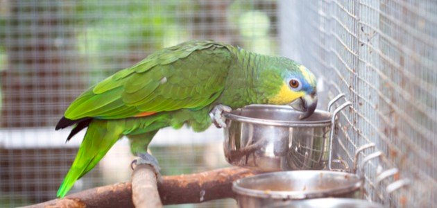 ماذا يأكل ببغاء الدرة