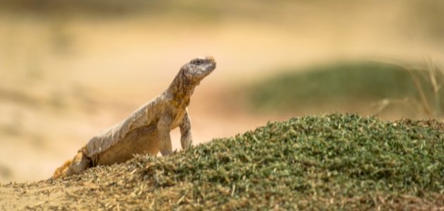 ماذا يسمى صغير الضب ماذا يسمى صغير الضب