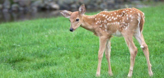 ماذا يسمى صغير الغزال