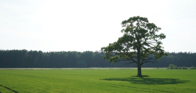 ماذا يسمى صوت الشجر