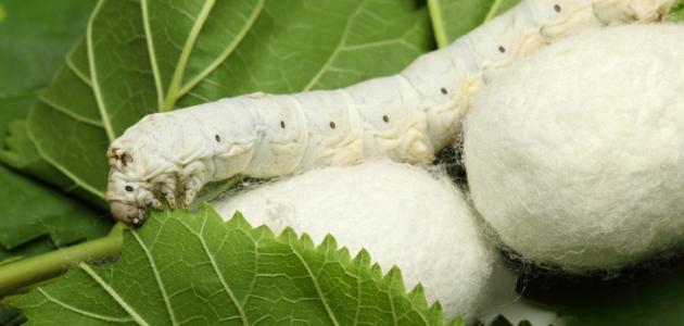 ماذا يطلق على صانع الحرير ماذا يطلق على صانع الحرير