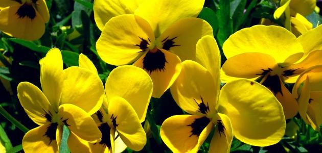 ماذا يعني اللون الأصفر ماذا يعني اللون الأصفر