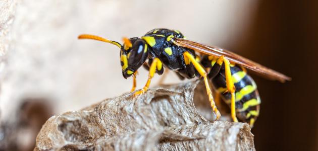 ماذا يفرز الدبور ماذا يفرز الدبور