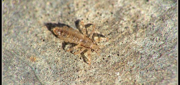 ما أسباب ظهور القمل ما أسباب ظهور القمل