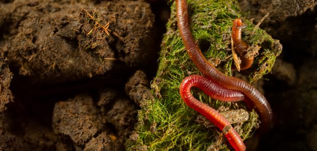 ما أهمية الطحالب في السلاسل الغذائية ما أهمية الطحالب في السلاسل الغذائية