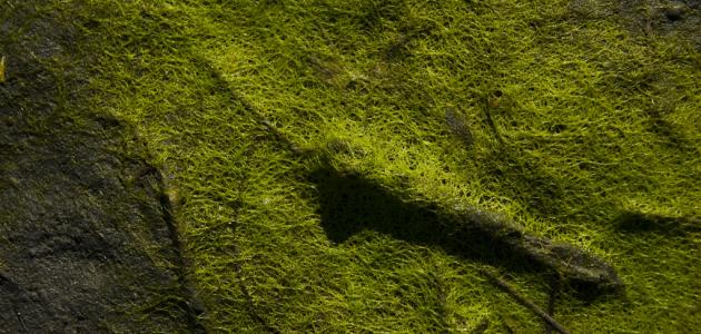 ما أهمية الطحالب للإنسان