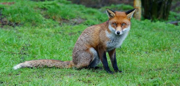 ما اسم أنثى الثعلب