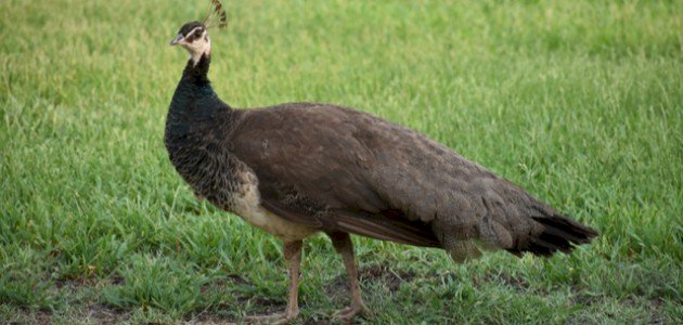 ما اسم أنثى الطاووس ما اسم أنثى الطاووس