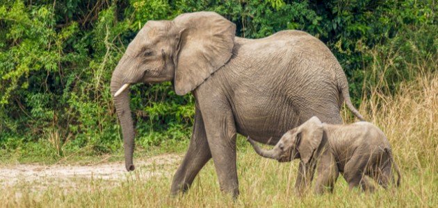 ما اسم أنثى الفيل