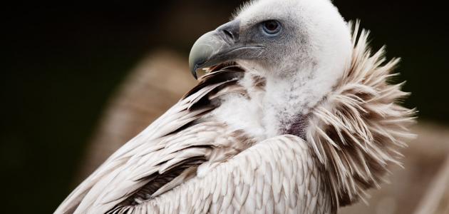 ما اسم أنثى النسر ما اسم أنثى النسر