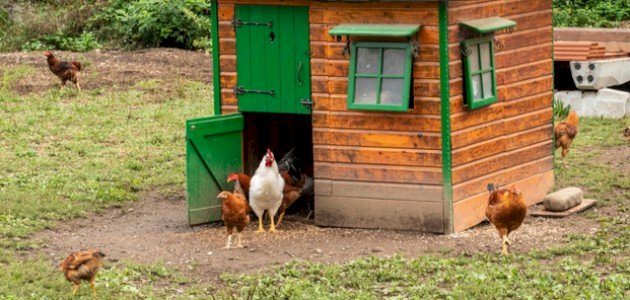 ما اسم بيت الدجاج