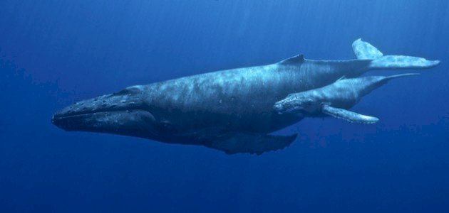 ما اسم صغير الحوت ما اسم صغير الحوت