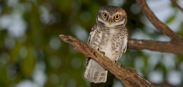 ما اسم صوت البومة ما اسم صوت البومة