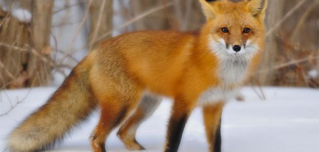 ما اسم صوت الثعلب ما اسم صوت الثعلب