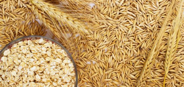 ما الفرق بين الشوفان والشعير