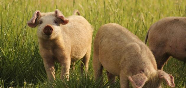 ما سبب تحريم لحم الخنزير ما سبب تحريم لحم الخنزير