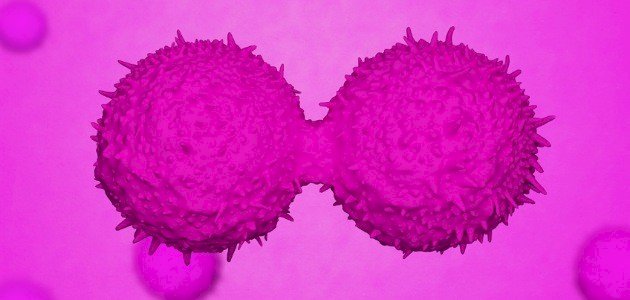 ما طريقة تكاثر الخلية