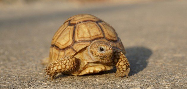 ما عدد أسنان السلحفاة ما عدد أسنان السلحفاة