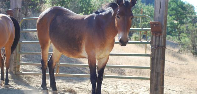 ما عدد كروموسومات البغل ما عدد كروموسومات البغل