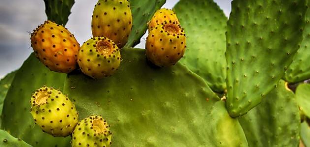 ما فوائد التين الشوكي للحامل