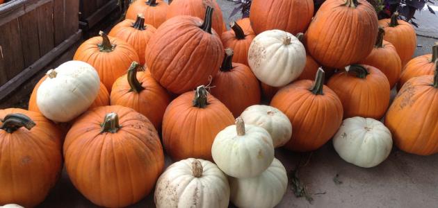 ما فوائد اليقطين ما فوائد اليقطين