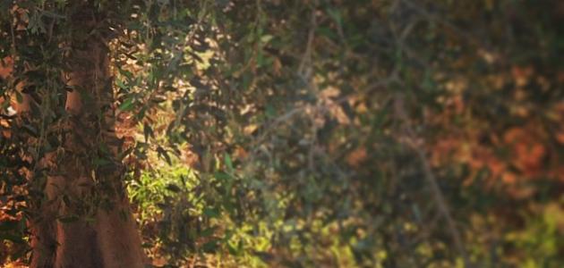 ما فوائد شجرة الزيتون ما فوائد شجرة الزيتون