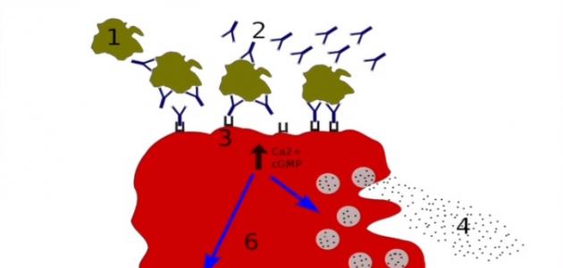 ما معنى أجسام مضادة