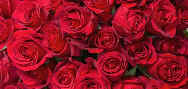 ما معنى ألوان الورود ما معنى ألوان الورود