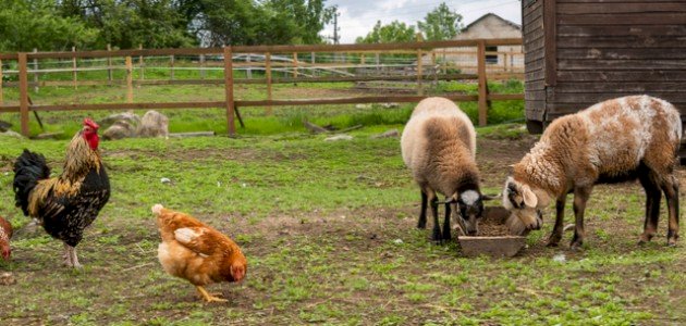 ما معنى تدجين الحيوانات ما معنى تدجين الحيوانات