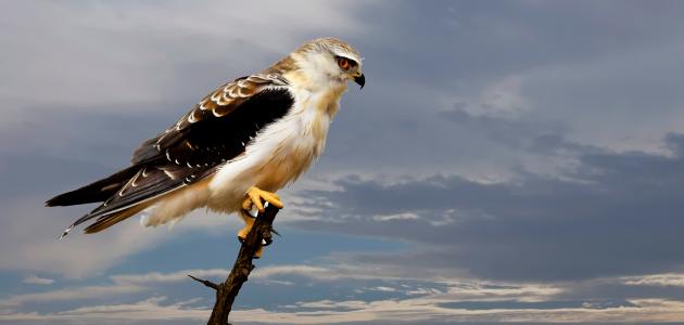 ما هو أسرع الطيور ما هو أسرع الطيور